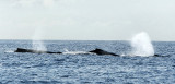 Baleines  bosse au Canada ? Non,  lle de la Runion !