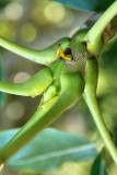 Visite du conservatoire-jardin botanique national des Mascarins