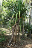 Visite du conservatoire-jardin botanique national des Mascarins