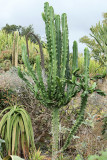 Visite du conservatoire-jardin botanique national des Mascarins