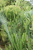 Visite du conservatoire-jardin botanique national des Mascarins