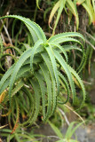 Visite du conservatoire-jardin botanique national des Mascarins