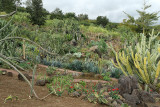 Visite du conservatoire-jardin botanique national des Mascarins