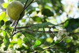 Visite du jardin des parfums et des pices prs de Saint-Philippe