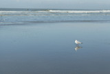 Photo 15 des 6 heures de Berck 2008.jpg