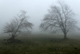 Paysage hivernal de Normandie ? Non, sur la plaine des Cafres sur l'île de la Réunion