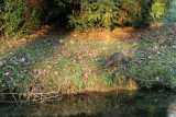 Balade hivernale dans le parc du chteau de Grouchy en dcembre 2008