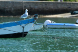 Sur le golfe du Morbihan en semi-rigide - MK3_9635 DxO Pbase.jpg