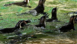 105 Visite du zoo parc de Beauval MK3_6541_DxO2 WEB.jpg