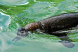 127 Visite du zoo parc de Beauval MK3_6582_DxO2 WEB.jpg