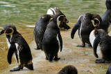 130 Visite du zoo parc de Beauval MK3_6596_DxO2 WEB.jpg