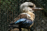 80 Visite du zoo parc de Beauval MK3_6507_DxO2 WEB.jpg