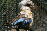 82 Visite du zoo parc de Beauval MK3_6510_DxO2 WEB.jpg