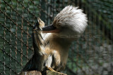 84 Visite du zoo parc de Beauval MK3_6512_DxO2 WEB.jpg