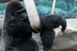 178 Visite du zoo parc de Beauval MK3_6679_DxO2 WEB.jpg