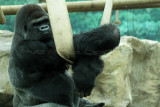 180 Visite du zoo parc de Beauval MK3_6683_DxO2 WEB.jpg