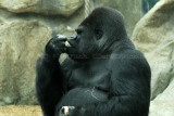 194 Visite du zoo parc de Beauval MK3_6708_DxO2 WEB.jpg