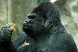 211 Visite du zoo parc de Beauval MK3_6727_DxO2 WEB.jpg