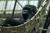 218 Visite du zoo parc de Beauval MK3_6739_DxO2 WEB.jpg