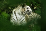 220 Visite du zoo parc de Beauval MK3_6741_DxO2 WEB.jpg