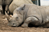 288 Visite du zoo parc de Beauval MK3_6823_DxO2 WEB.jpg