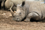 291 Visite du zoo parc de Beauval MK3_6826_DxO2 WEB.jpg