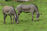 298 Visite du zoo parc de Beauval MK3_6834_DxO2 WEB.jpg