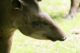 395 Visite du zoo parc de Beauval MK3_6997_DxO WEB.jpg