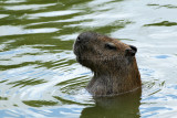 416 Visite du zoo parc de Beauval MK3_7021_DxO WEB.jpg