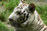 461 Visite du zoo parc de Beauval MK3_7081_DxO WEB.jpg