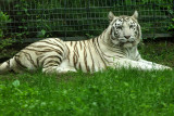 470 Visite du zoo parc de Beauval MK3_7097_DxO WEB.jpg