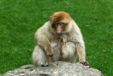 514 Visite du zoo parc de Beauval MK3_7156_DxO WEB.jpg