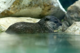 528 Visite du zoo parc de Beauval MK3_7179_DxO WEB.jpg