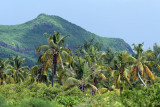 2 weeks on Mauritius island in march 2010 - 2615MK3_1623_DxO WEB.jpg