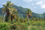 2 weeks on Mauritius island in march 2010 - 2616MK3_1624_DxO WEB.jpg