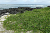 2 weeks on Mauritius island in march 2010 - 2084MK3_1300_DxO WEB.jpg