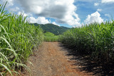 2 weeks on Mauritius island in march 2010 - 2784MK3_1790_DxO WEB.jpg