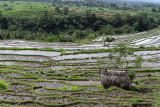 3804 - Discovering Indonesia - Java Sulawesi and Bali islands - IMG_5983_DxO Pbase.jpg