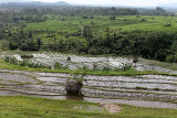 3810 - Discovering Indonesia - Java Sulawesi and Bali islands - IMG_5989_DxO Pbase.jpg