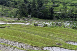 3814 - Discovering Indonesia - Java Sulawesi and Bali islands - IMG_5993_DxO Pbase.jpg