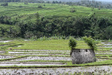 3815 - Discovering Indonesia - Java Sulawesi and Bali islands - IMG_5994_DxO Pbase.jpg