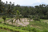 3847 - Discovering Indonesia - Java Sulawesi and Bali islands - IMG_6026_DxO Pbase.jpg