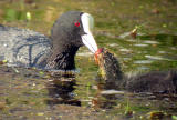 Foulque macroule et son petit