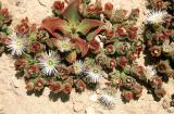 Fleurs du bord de mer