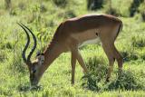 Réserve du lac Nakuru