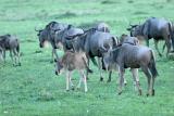 Premier safari dans la rserve de Masa-Mara