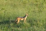 Premier safari dans la rserve de Masa-Mara