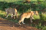 Premier safari dans la rserve de Masa-Mara