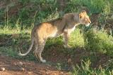 Premier safari dans la réserve de Masaï-Mara