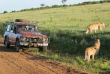 Premier safari dans la rserve de Masa-Mara